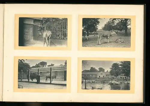 Fotoalbum mit 96 Fotografien, Ansicht London, Reisealbum englischer Familie, Crystal Palace, Big Ben, Hicks Theatre