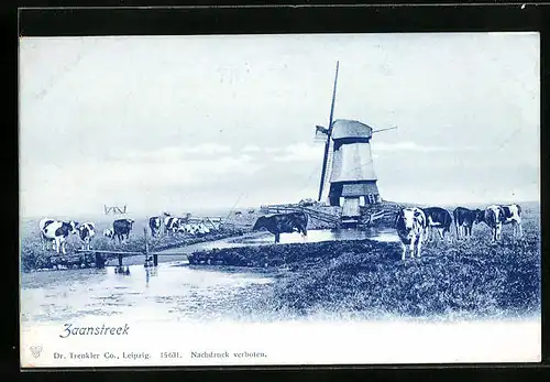 AK Zaanstreek, Kühe an Windmühle