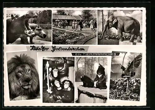 AK Gelsenkirchen, Ruhr-Zoo, Elefant, Löwe, Nilpferde, Kragenbären