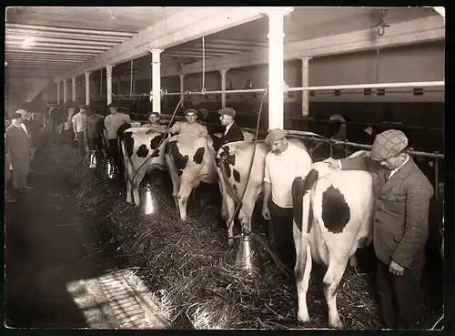 Fotografie Milchbauern im Kuhstall beim melken der Kühe