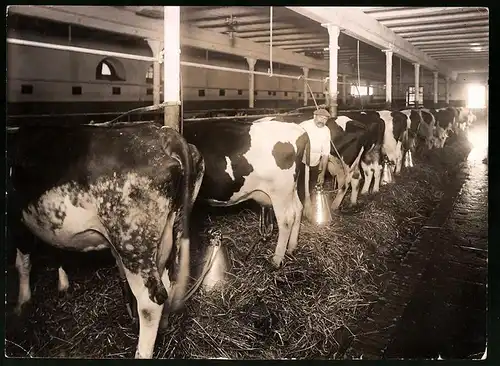 Fotografie Milchbauer beim melken der Kühe im Kuhstall