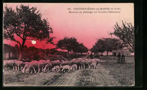 AK Chennevières-sur-Marne, Moutons au paturage sur la route d`Ormesson