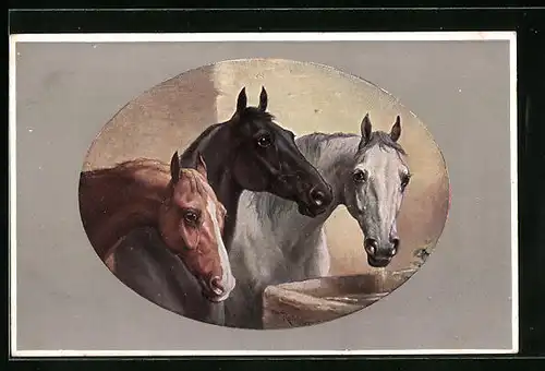 Künstler-AK M. Munk Nr. 182: drei bildschöne Pferde an der Wassertränke stehend