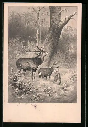 Künstler-AK V.K., Vienne Nr. 231: Hirsche im Wald