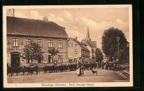 AK Braunlage /Oberharz, Strassenpartie mit Hotel brauner Hirsch und Rindern