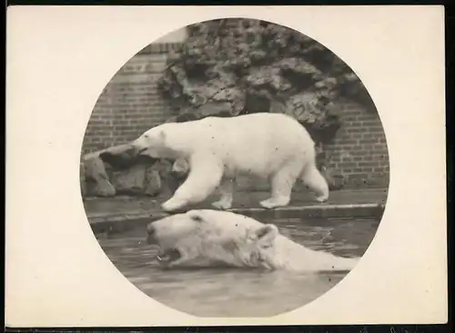 Fotografie Eisbär - Polarbär in einem Zoo-Gehege