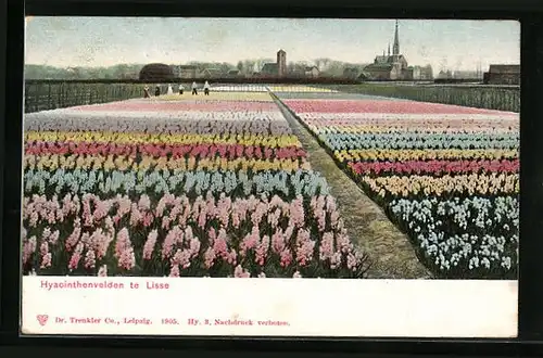 AK Lisse, Hyacinthenvelden