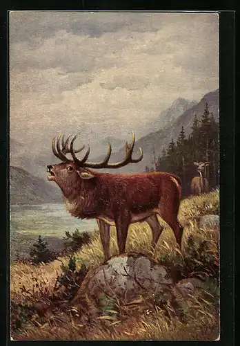 Künstler-AK Degi Nr. 1285: Röhrender Hirsch mit Hirschkuh im Hintergrund