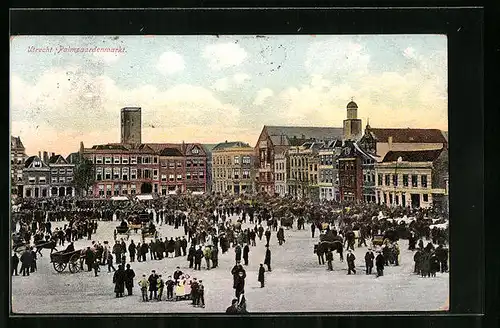 AK Utrecht, Palmpaardenmarkt