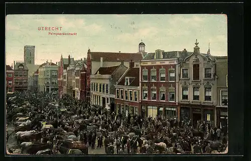 AK Utrecht, Palmpaardenmarkt