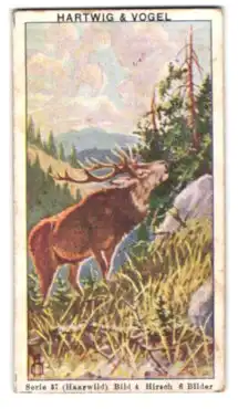 Sammelbild Hartwig & Vogel, Cacao Vero, Hirsch im Gebirge