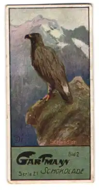 Sammelbild Gartmann Schokolade, Steinadler auf einem Felsen im Gebirge