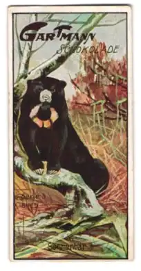 Sammelbild Gartmann Schokolade, Bären, Sonnenbär