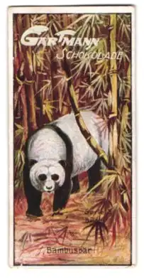 Sammelbild Gartmann Schokolade, Bären, Bambusbär (Pandabär)