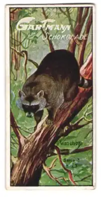 Sammelbild Gartmann Schokolade, Bären, Waschbär