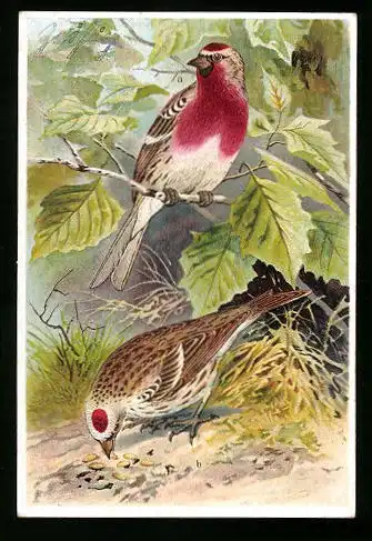 Sammelbild Kaiser's Brust-Caramellen, Fr. Kaiser GmbH, Serie: Unsere Vögel, Nr. 32, Birkenzeisig, Acanthis linaria L.