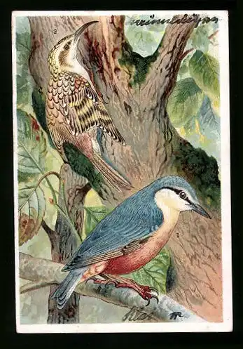 Sammelbild Kaiser's Brust-Caramellen, Fr. Kaiser GmbH, Serie: Unsere Vögel, Nr. 22, Kleiber, Baumläufer