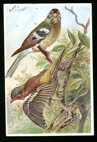 Sammelbild Kaiser's Brust-Caramellen, Fr. Kaiser GmbH, Serie: Unsere Vögel, Nr. 33, Buchfink