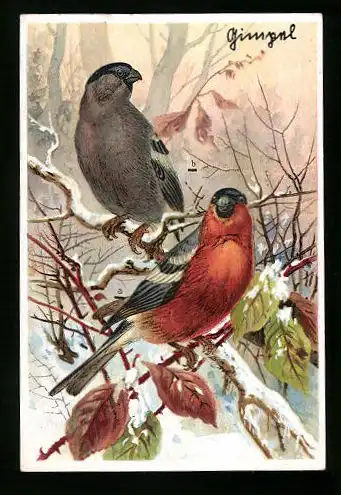 Sammelbild Kaiser's Brust-Caramellen, Fr. Kaiser GmbH, Serie: Unsere Vögel, Nr. 29, Gimpel