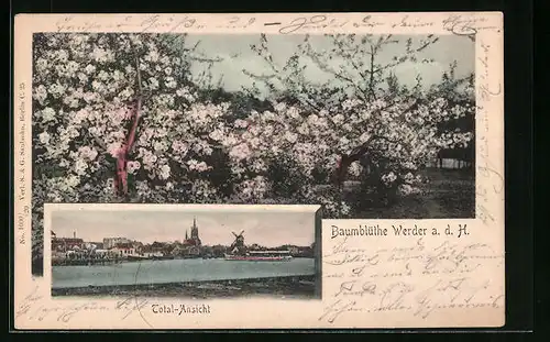 AK Werder a. d. H., Baumblüte, Totalansicht mit Windmühle