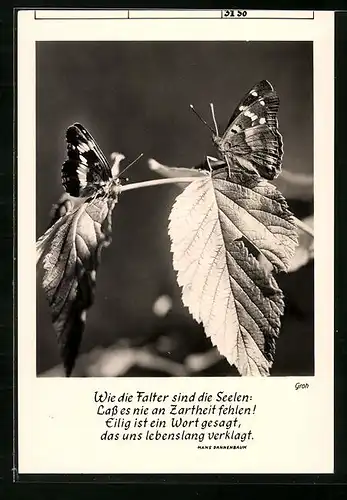 Foto-AK Ernst und Bernhard Groh: Schmetterlinge auf einem Zweig, Sinnspruch von Hans Dannenbaum