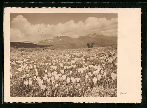 Foto-AK Ernst und Bernhard Groh: Bergwiese mit weiss blühendem Krokus