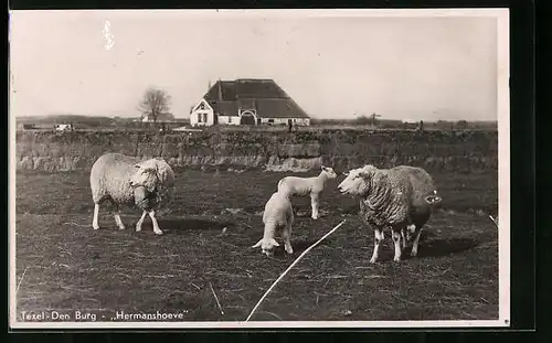 AK Texel, Den Burg, Hermanshoeve