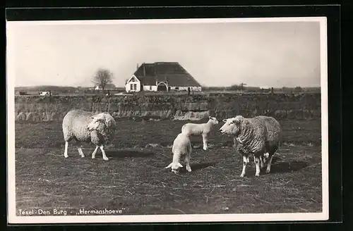 AK Texel, Den Burg, Hermanshoeve