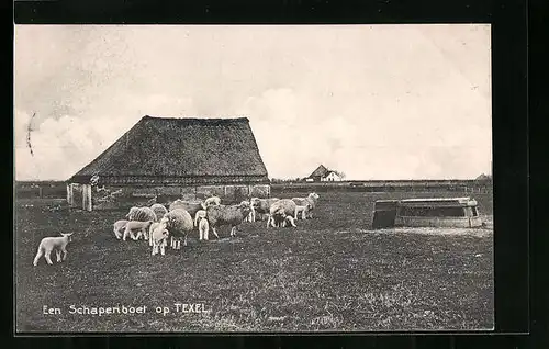 AK Texel, Een Schapenboet