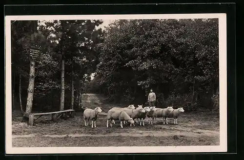 AK Texel, Schapen in de Dennen