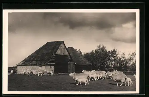 AK Texel, Schapenboet bij de Waal