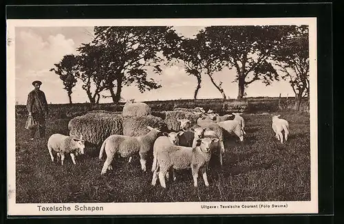 AK Texel, Texelsche Schapen