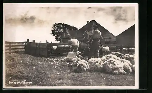 AK Texel, Schapen scheren