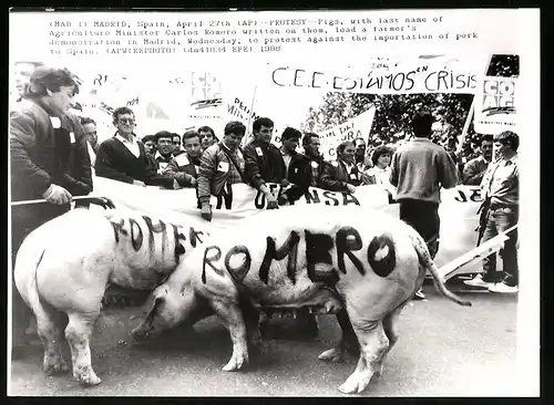 Fotografie unbekannter Fotograf, Ansicht Madrid, Bauern protestieren gegen Minister Carlos Romero, Schweine tragen Namen