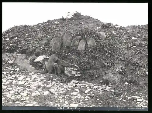 Fotografie Wehrli A.G., Zürich, Murmeltiere beim Grasen vor ihrem Bau