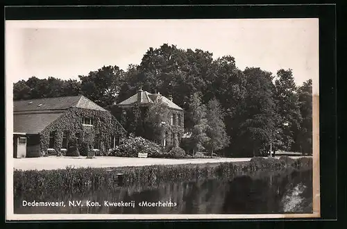AK Dedemsvaart, N. V. Kon. Kweekerij Moerheim