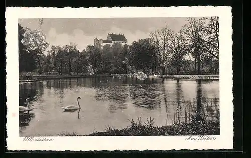 AK Illertissen, Am Weiher mit Schwänen