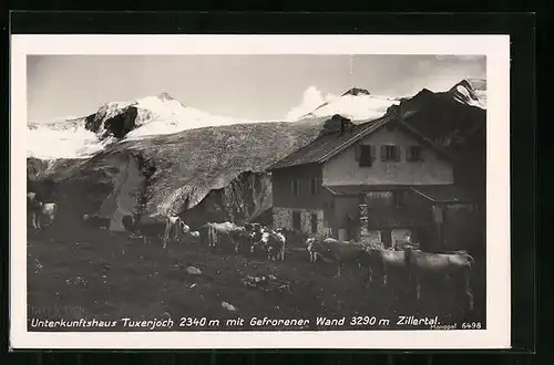 AK Tuxerjochhütte, Berghütte mit Gefrorener Wand und Kühen, Zillertal