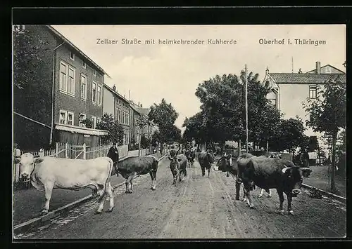AK Oberhof i. Thüringen, Zellaer Strasse mit heimkehrender Kuhherde
