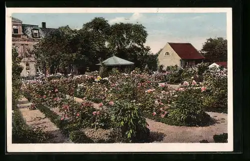 AK Dobitschen /Kr. Altenburg i. Th., Rosengarten von Albin Kratsch, Rolika