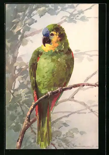 Künstler-AK Catharina Klein: Ein grüner Papagei auf einem Ast