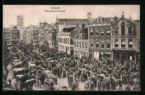 AK Utrecht, Palmpaardenmarkt