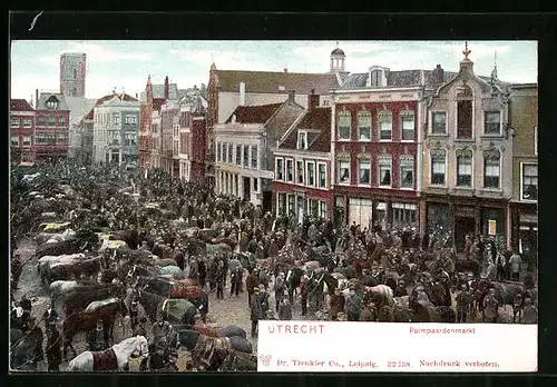 AK Utrecht, Palmpaardenmarkt