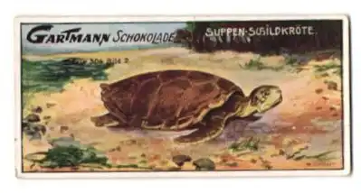 Sammelbild Gartmann Schokolade, Serie: 504, Bild 2, Reptilien, die Suppenschildkröte