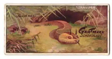 Sammelbild Gartmann Schokolade, Serie: 504, Bild 4, Reptilien, die Hornviper