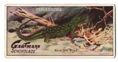 Sammelbild Gartmann Schokolade, Serie: 504, Bild 3, Reptilien, die Perleidechse
