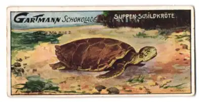 Sammelbild Gartmann Schokolade, Serie: 504, Bild 2, Reptilien, die Suppenschildkröte