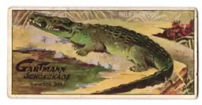 Sammelbild Gartmann Schokolade, Serie: 504, Bild 1, Reptilien, das Nilkrokodil