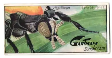 Sammelbild Gartmann Schokolade, Serie: 591, Bild 1, Insektenköpfe unter dem Mikroskop, Maifliege