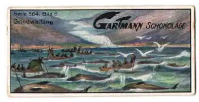 Sammelbild Gartmann Schokolade, Serie: 584, Bild 6, Die Insel Island, Grindwalfang